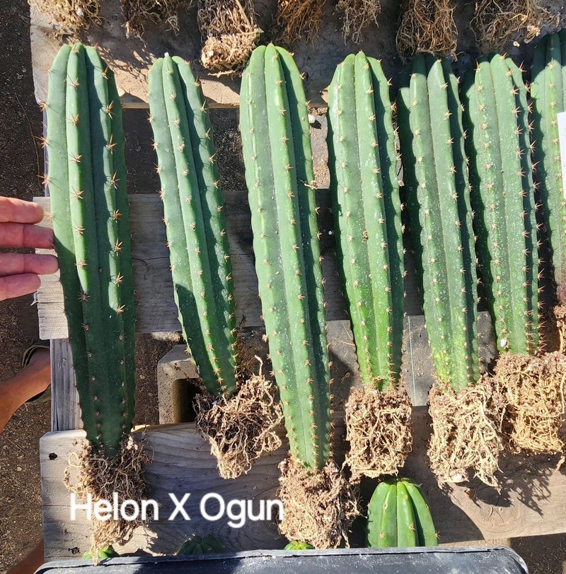 #EC185 Trichocereus Hybrid BARGAIN SPECIAL (1 unit) Cactus Bare Root Specimens