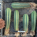 #EC185 Trichocereus Hybrid BARGAIN SPECIAL (1 unit) Cactus Bare Root Specimens
