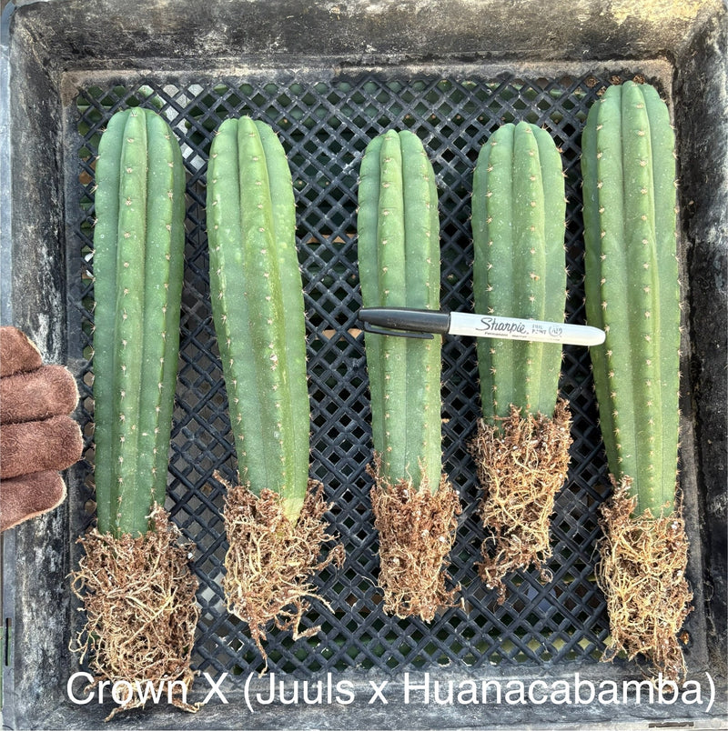 #EC185 Trichocereus Hybrid BARGAIN SPECIAL (1 unit) Cactus Bare Root Specimens