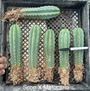 #EC185 Trichocereus Hybrid BARGAIN SPECIAL (1 unit) Cactus Bare Root Specimens