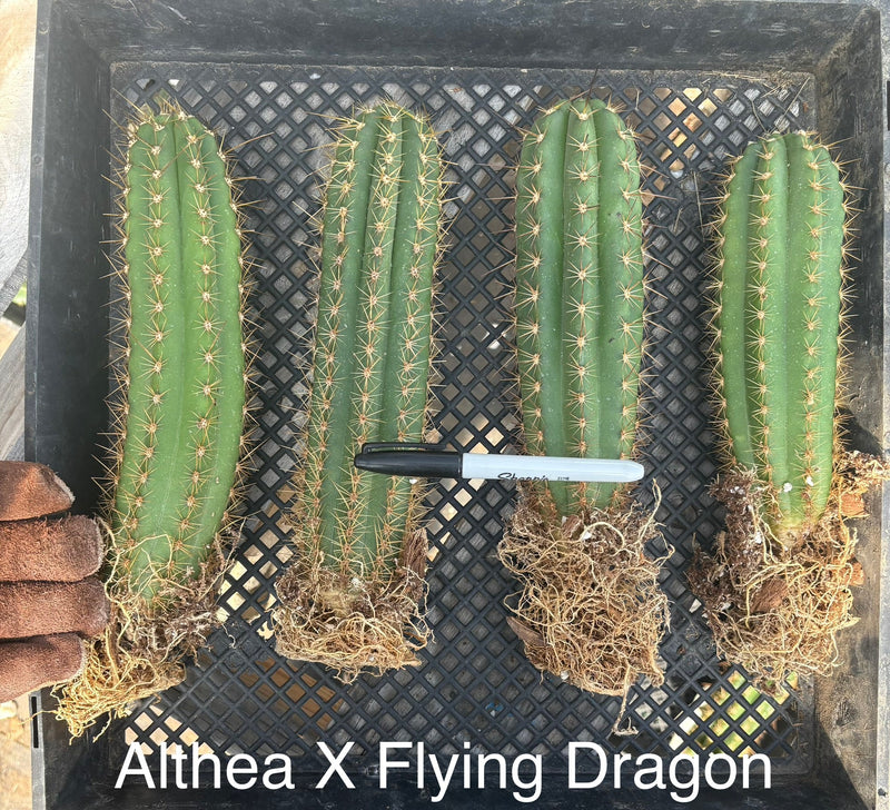 #EC185 Trichocereus Hybrid BARGAIN SPECIAL (1 unit) Cactus Bare Root Specimens