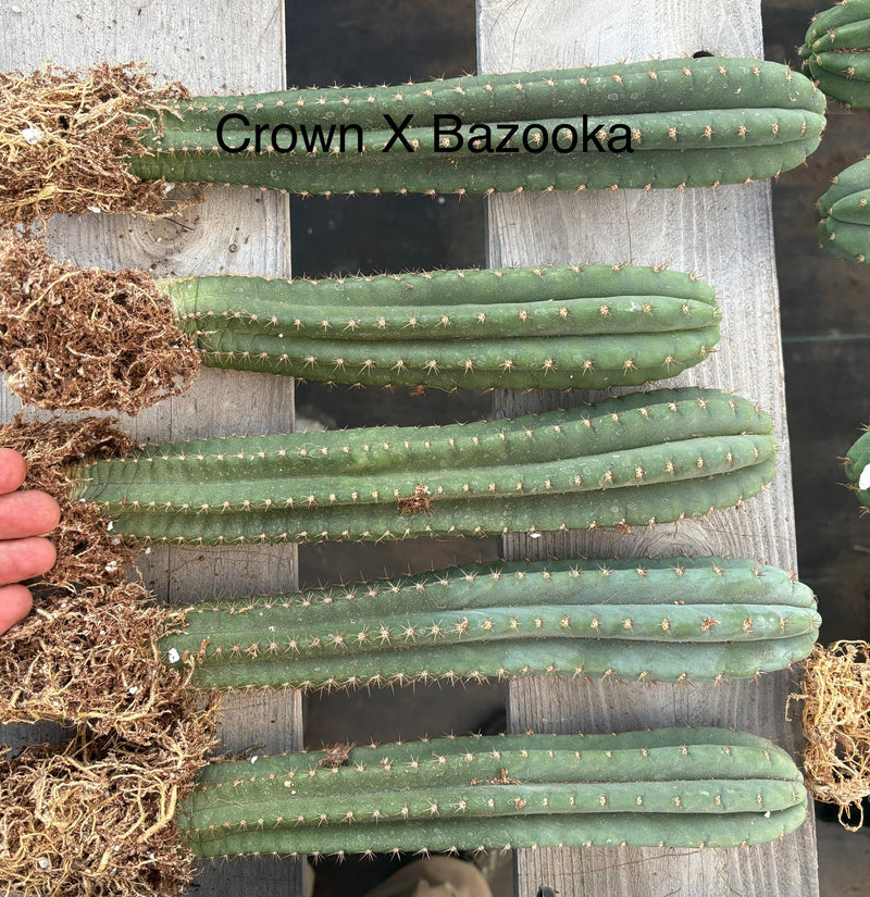 #EC185 Trichocereus Hybrid BARGAIN SPECIAL (1 unit) Cactus Bare Root Specimens