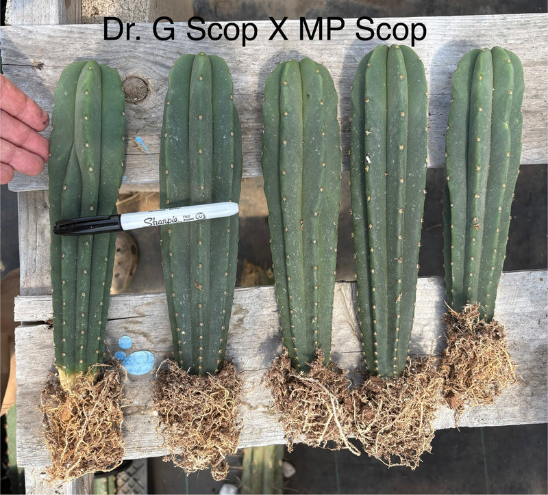 #EC185 Trichocereus Hybrid BARGAIN SPECIAL (1 unit) Cactus Bare Root Specimens