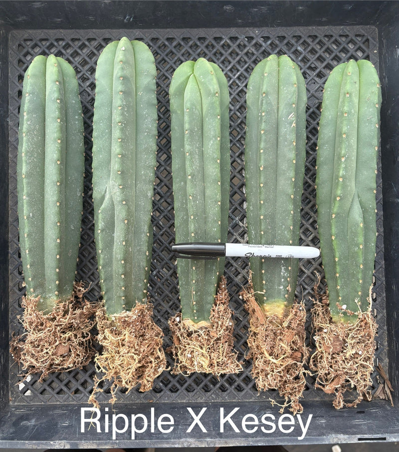 #EC185 Trichocereus Hybrid BARGAIN SPECIAL (1 unit) Cactus Bare Root Specimens