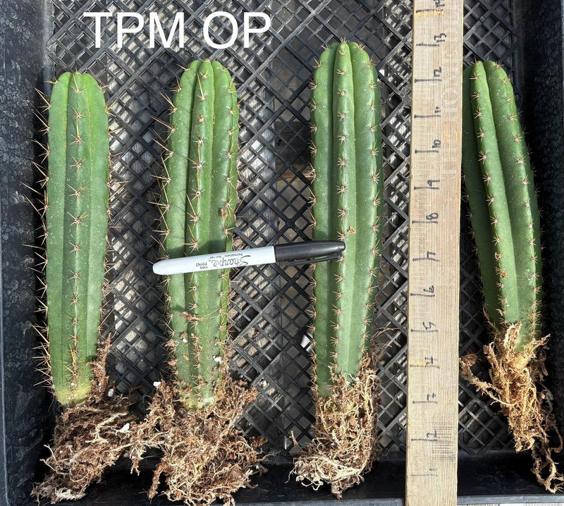 #EC185 Trichocereus Hybrid BARGAIN SPECIAL (1 unit) Cactus Bare Root Specimens