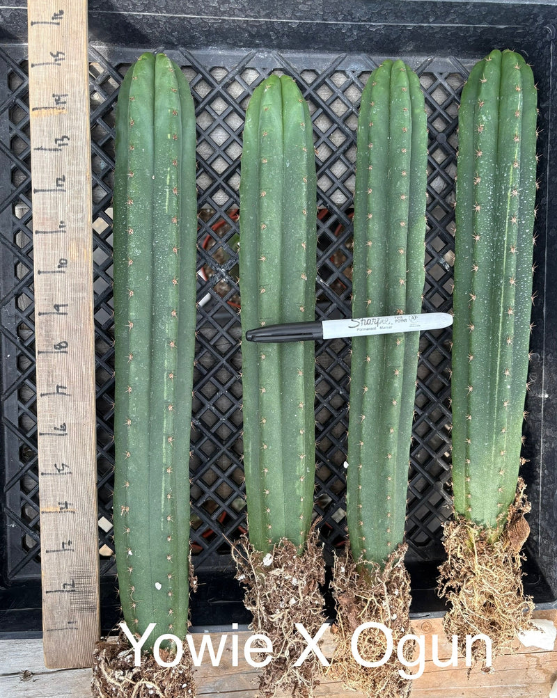 #EC185 Trichocereus Hybrid BARGAIN SPECIAL (1 unit) Cactus Bare Root Specimens