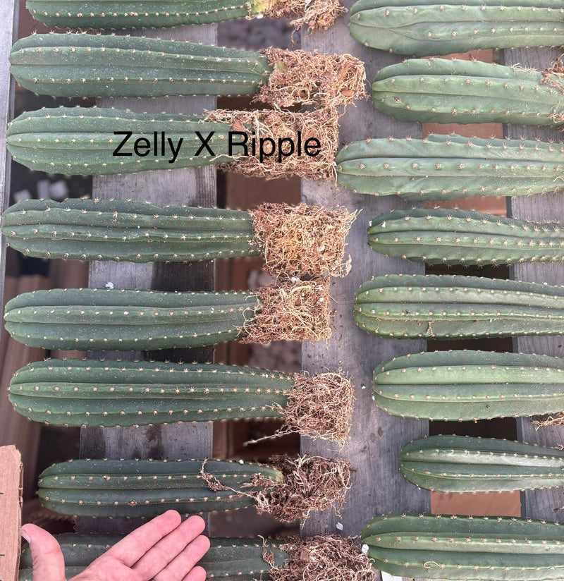 #EC185 Trichocereus Hybrid BARGAIN SPECIAL (1 unit) Cactus Bare Root Specimens