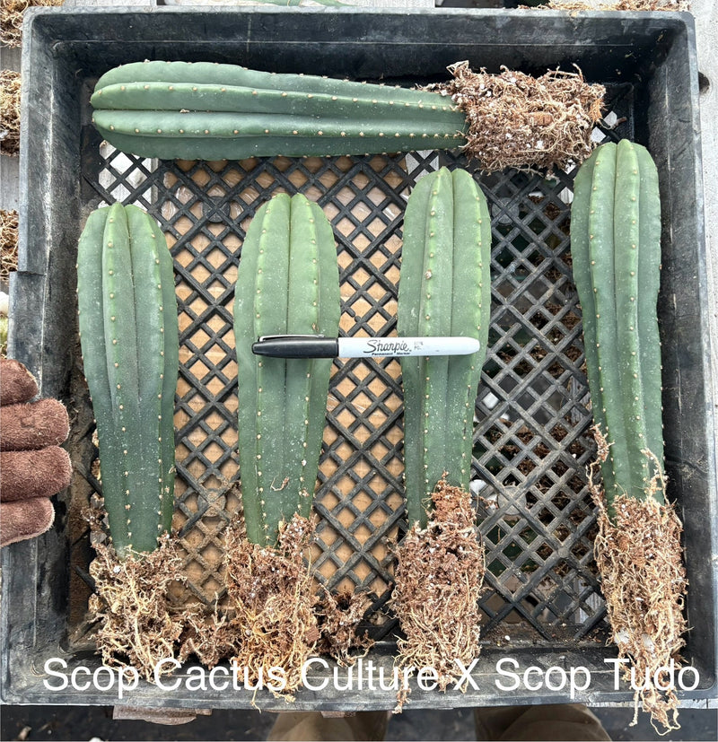 #EC185 Trichocereus Hybrid BARGAIN SPECIAL (1 unit) Cactus Bare Root Specimens