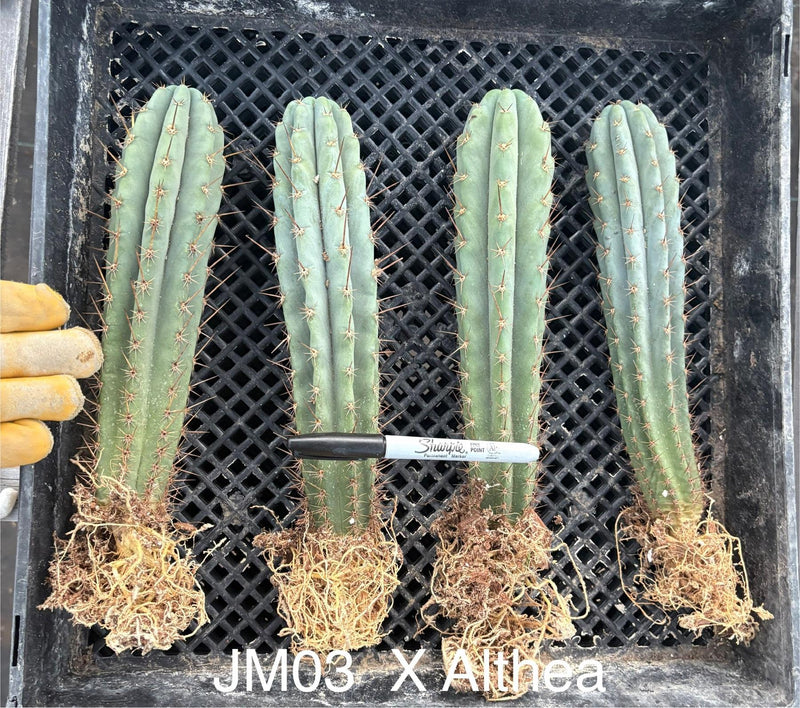 #EC185 Trichocereus Hybrid BARGAIN SPECIAL (1 unit) Cactus Bare Root Specimens