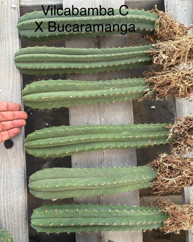#EC185 Trichocereus Hybrid BARGAIN SPECIAL (1 unit) Cactus Bare Root Specimens