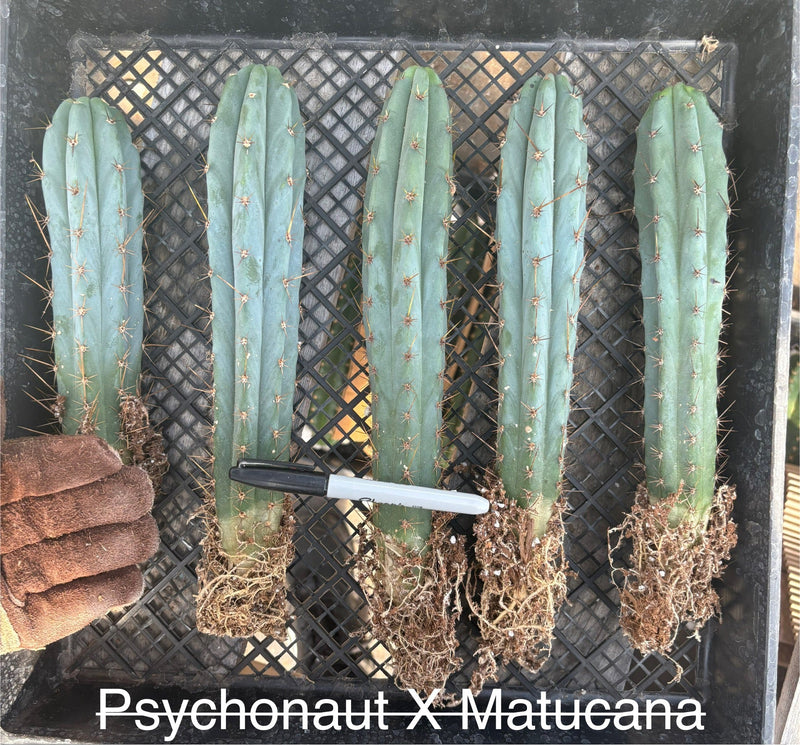 #EC185 Trichocereus Hybrid BARGAIN SPECIAL (1 unit) Cactus Bare Root Specimens
