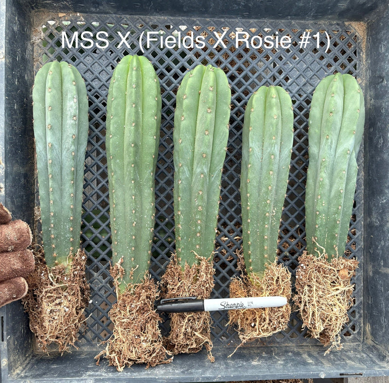 #EC185 Trichocereus Hybrid BARGAIN SPECIAL (1 unit) Cactus Bare Root Specimens