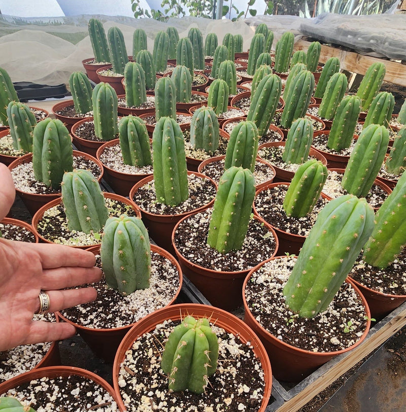 #EC185 Trichocereus Hybrid BARGAIN SPECIAL (1 unit) Cactus Bare Root Specimens