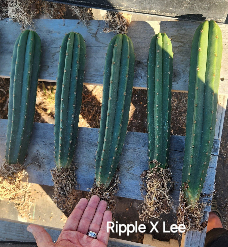 #EC185 Trichocereus Hybrid BARGAIN SPECIAL (1 unit) Cactus Bare Root Specimens