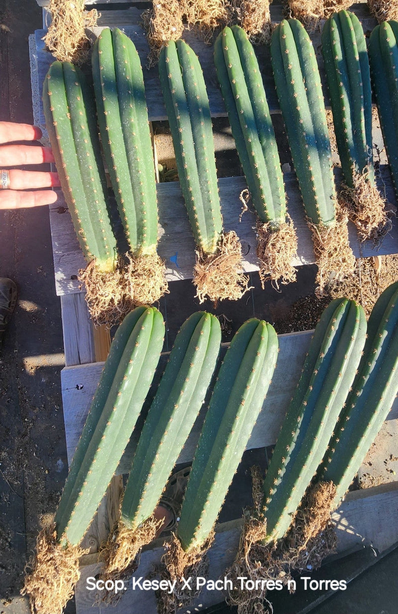 #EC185 Trichocereus Hybrid BARGAIN SPECIAL (1 unit) Cactus Bare Root Specimens