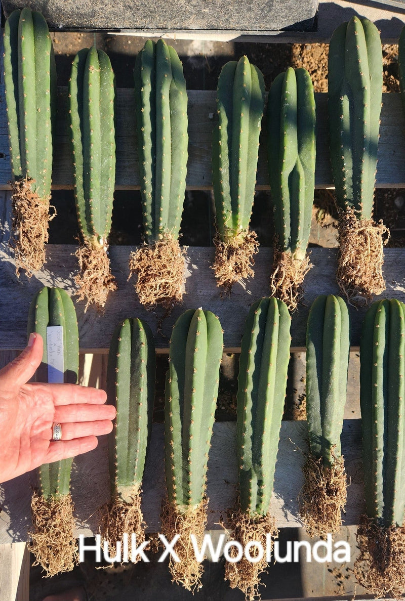 #EC185 Trichocereus Hybrid BARGAIN SPECIAL (1 unit) Cactus Bare Root Specimens