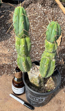 #EC186 EXACT Trichocereus Jiimz Bridgesii Cactus 14”