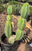 #EC186 EXACT Trichocereus Jiimz Bridgesii Cactus 14”