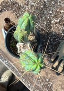 #EC186 EXACT Trichocereus Jiimz Bridgesii Cactus 14”