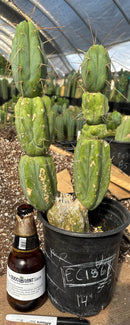 #EC186 EXACT Trichocereus Jiimz Bridgesii Cactus 14”