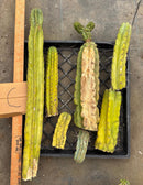 #EC188 EXACT Trichocereus TLC Bargain MIXED Cactus Cutting Lot