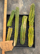 #EC188 EXACT Trichocereus TLC Bargain MIXED Cactus Cutting Lot