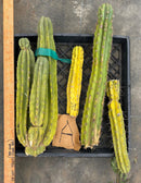 #EC188 EXACT Trichocereus TLC Bargain MIXED Cactus Cutting Lot