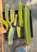 #EC188 EXACT Trichocereus TLC Bargain MIXED Cactus Cutting Lot
