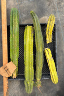 #EC188 EXACT Trichocereus TLC Bargain MIXED Cactus Cutting Lot