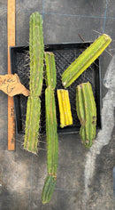 #EC188 EXACT Trichocereus TLC Bargain MIXED Cactus Cutting Lot