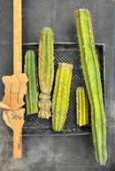 #EC188 EXACT Trichocereus TLC Bargain MIXED Cactus Cutting Lot