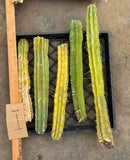 #EC188 EXACT Trichocereus TLC Bargain MIXED Cactus Cutting Lot