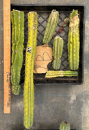 #EC188 EXACT Trichocereus TLC Bargain MIXED Cactus Cutting Lot