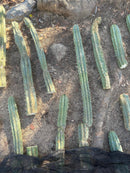 #EC189 EXACT Trichocereus "Mutt" Cactus Cuttings 36”+
