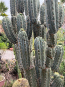 #EC189 EXACT Trichocereus "Mutt" Cactus Cuttings 36”+
