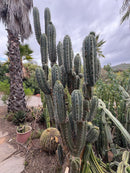 #EC189 EXACT Trichocereus "Mutt" Cactus Cuttings 36”+