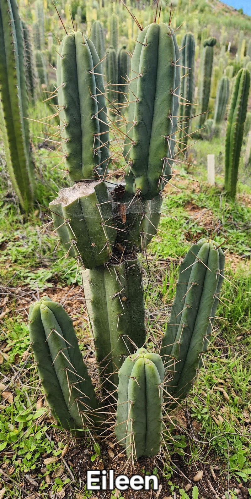 #EC19 Trichocereus Bridgesii "Eileen" Cactus Cutting 8-10” approx