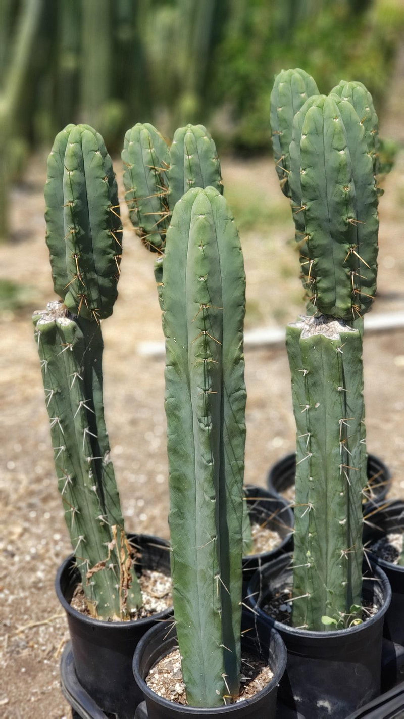 #EC19 Trichocereus Bridgesii "Eileen" Cactus Cutting 8-10” approx