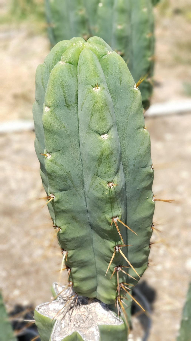 #EC19 Trichocereus Bridgesii "Eileen" Cactus Cutting 8-10” approx