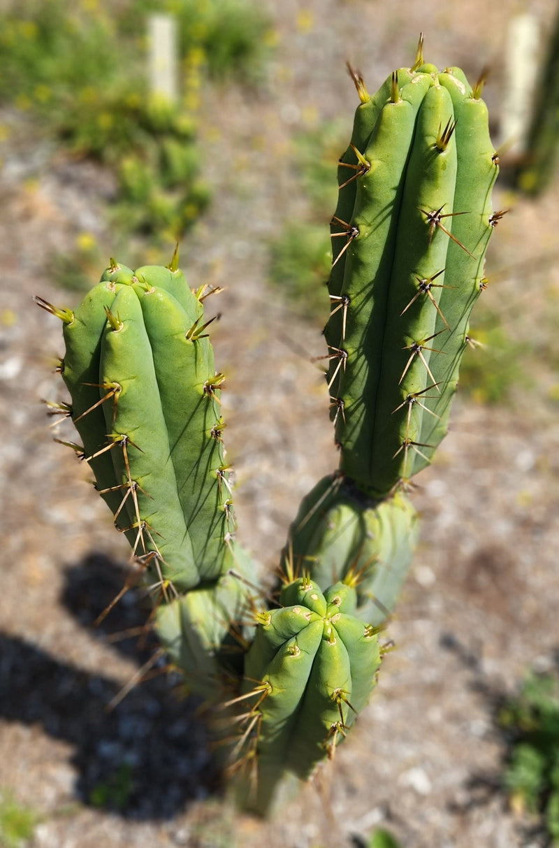 #EC19 Trichocereus Bridgesii "Eileen" Cactus Cutting 8-10” approx