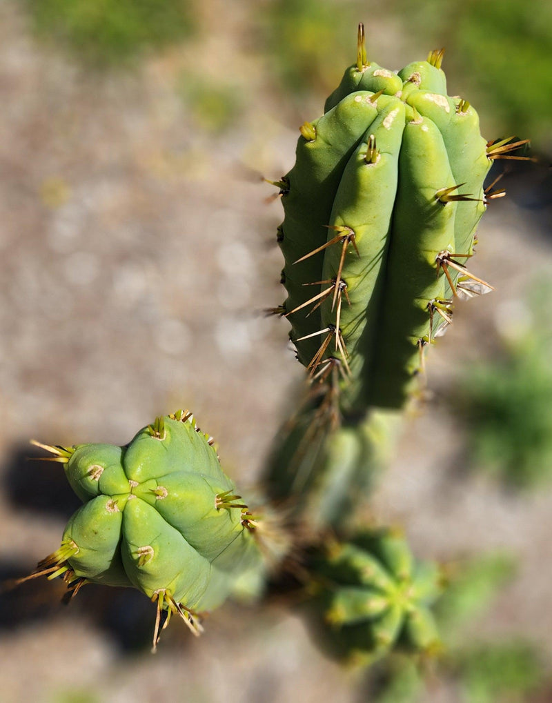 #EC19 Trichocereus Bridgesii "Eileen" Cactus Cutting 8-10” approx