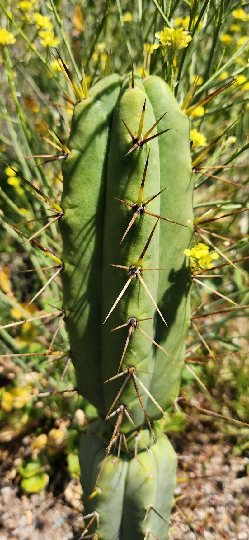 #EC19 Trichocereus Bridgesii "Eileen" Cactus Cutting 8-10” approx