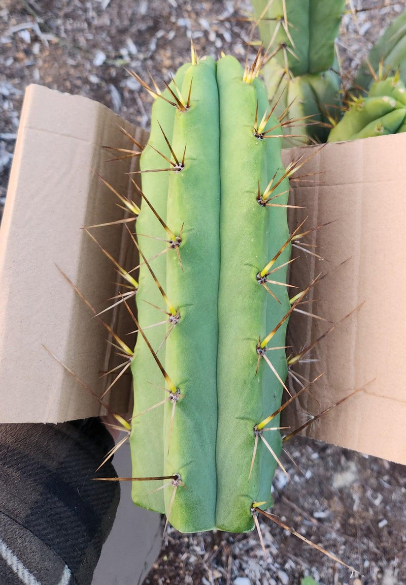 #EC19 Trichocereus Bridgesii "Eileen" Cactus Cutting 8-10” approx