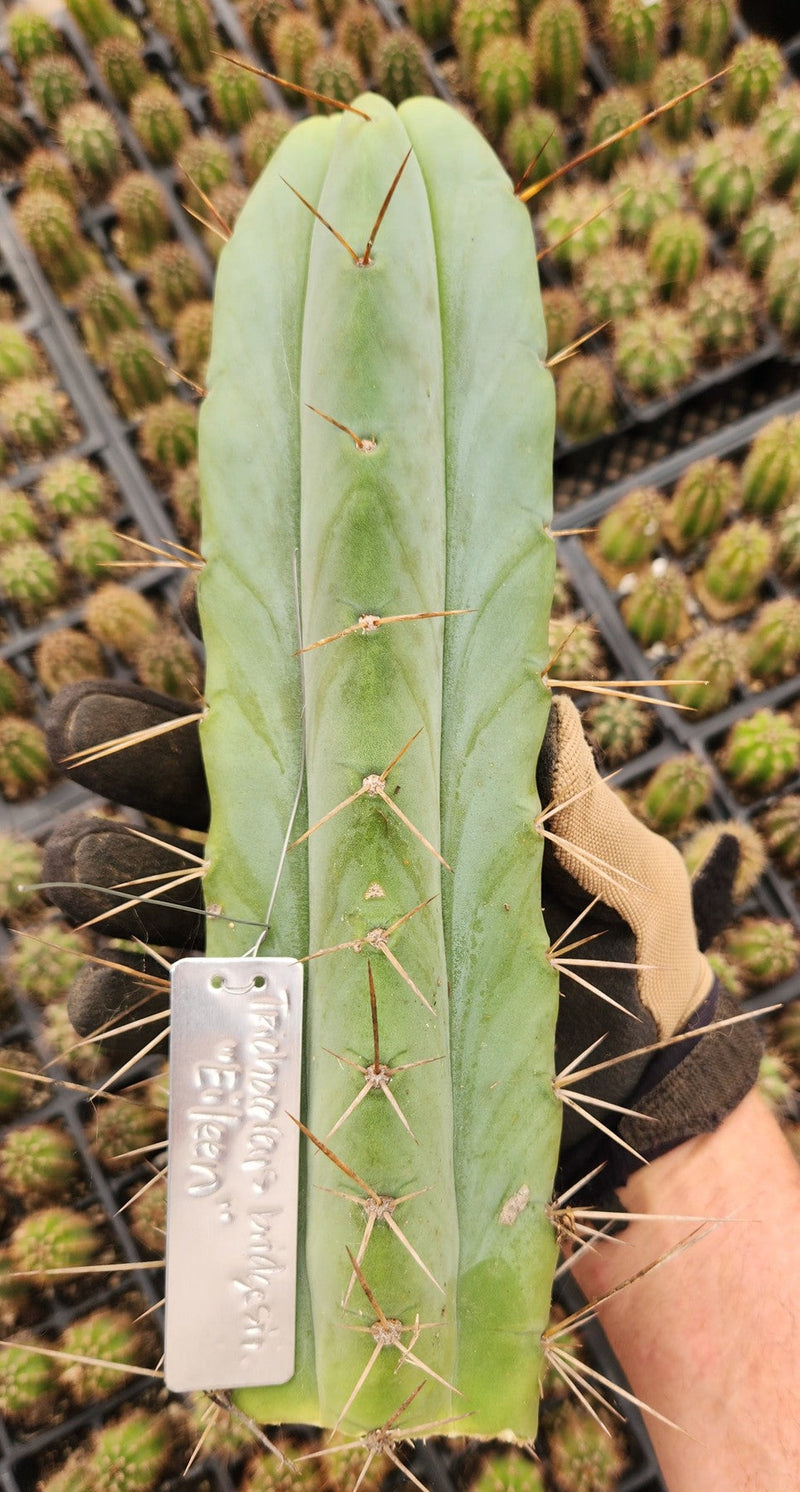 #EC19 Trichocereus Bridgesii "Eileen" Cactus Cutting 8-10” approx