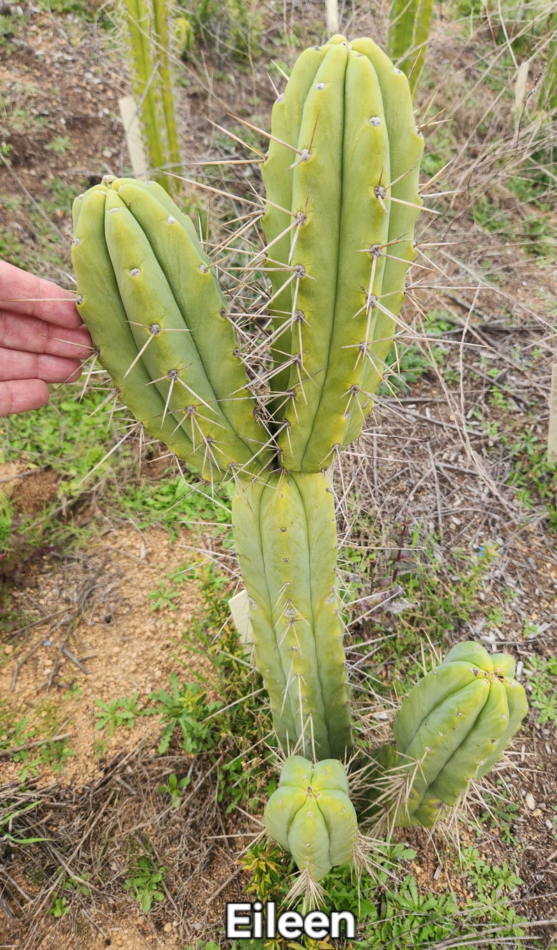 #EC19 Trichocereus Bridgesii "Eileen" Cactus Cutting 8-10” approx