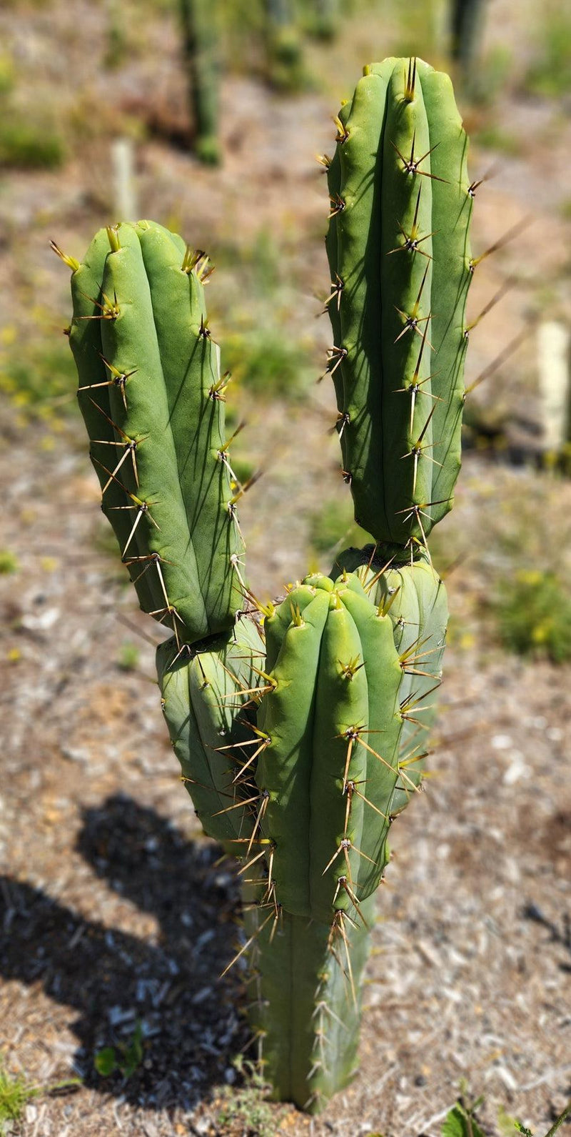 #EC19 Trichocereus Bridgesii "Eileen" Cactus Cutting 8-10” approx