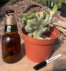 #EC190 EXACT Trichocereus Bridgesii Monstrose Crest TBMC Ornamental Cactus