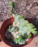 #EC190 EXACT Trichocereus Bridgesii Monstrose Crest TBMC Ornamental Cactus