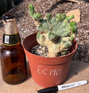 #EC190 EXACT Trichocereus Bridgesii Monstrose Crest TBMC Ornamental Cactus