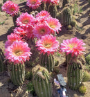#EC194 Trichocereus Grandiflorus "Flying Saucer" Cactus Cuttings & Potted 5-8”